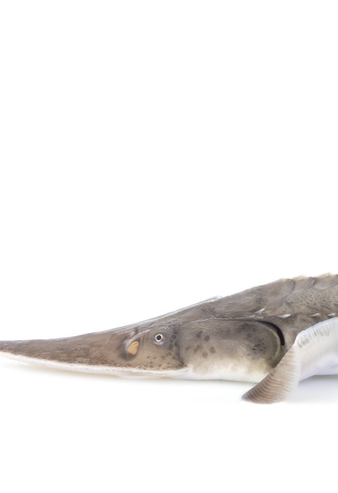 adult pallid sturgeon with white background