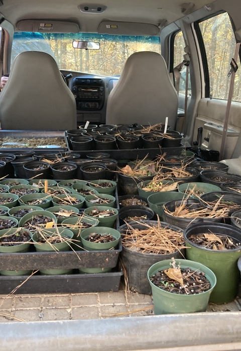 Potted plants sitting in the trunk of a vehicle