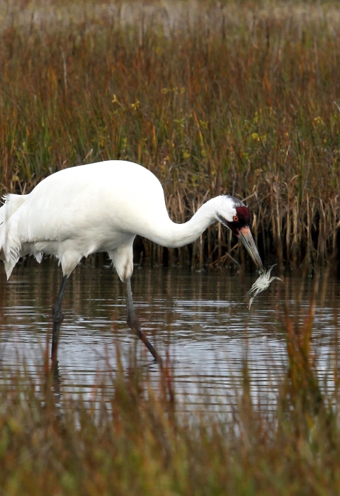 An adult whooping crane eats a blue crab while wading in a coastal marsh, surrounded by green and brown vegetation.