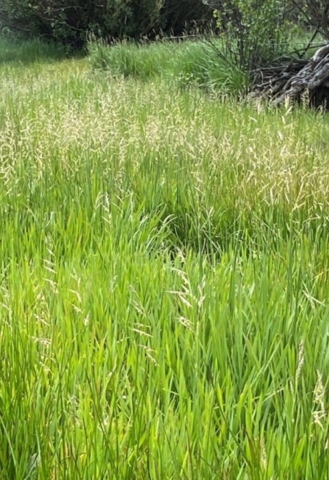 Oregon semaphore grass at one of the natural population sites