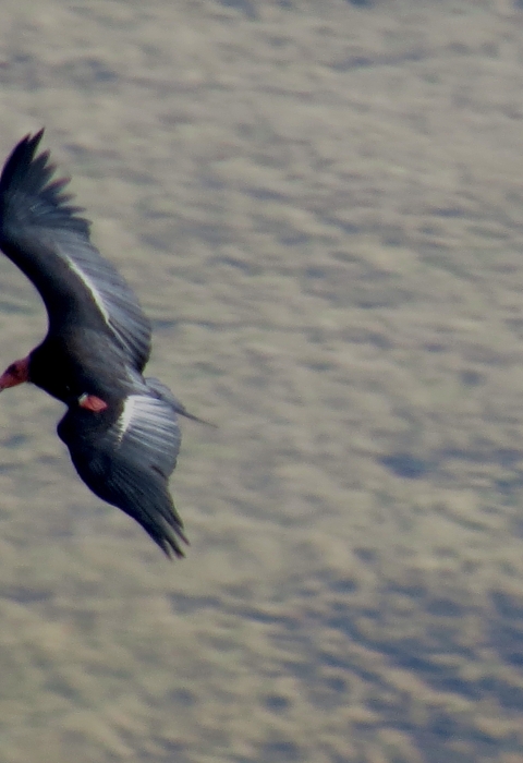 A California condor AC-4 tag in flight.