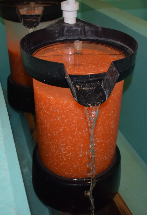A large clear vessel sitting in a blue concrete tank filled with orange fish eggs with water running out the top spout