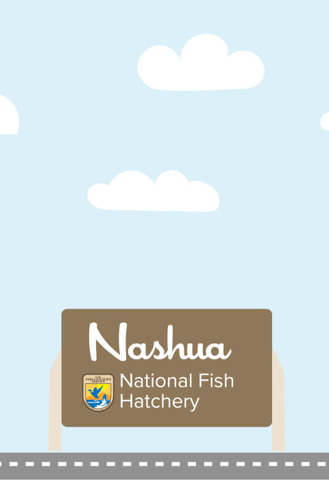 A graphic featuring a light blue sky with puffy clouds. At the bottom of the graphic, a fish drives a car along a road toward a sign that reads "Nashua National Fish Hatchery"
