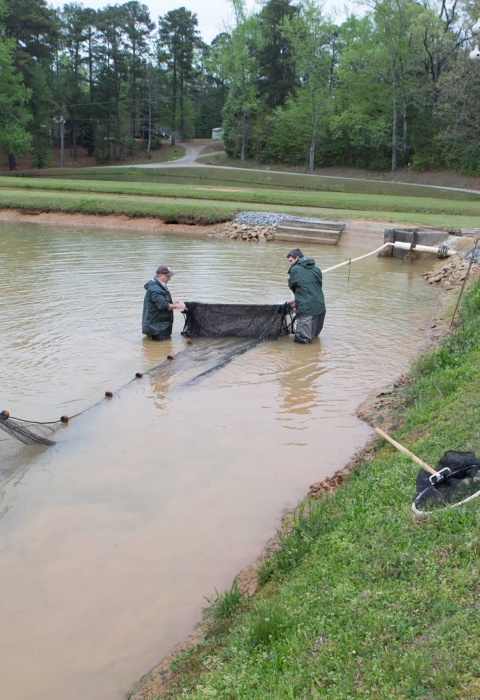 Hatchery staff checking for channel catfish