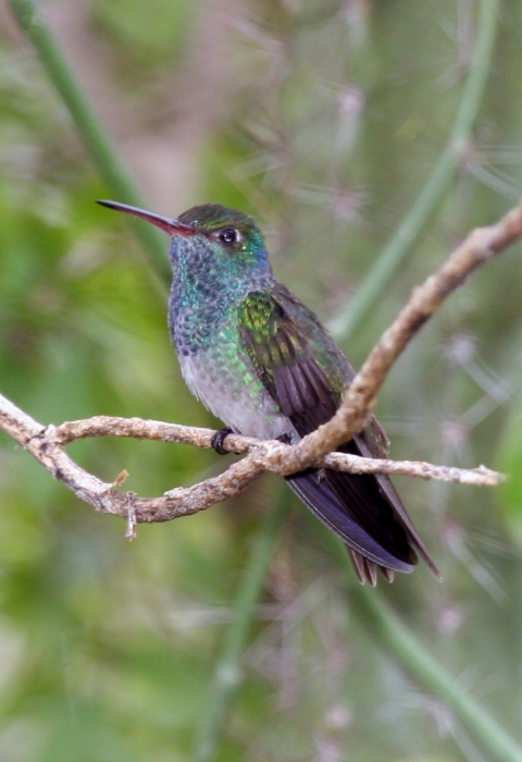 Honduran emerald perched on a small branch. 