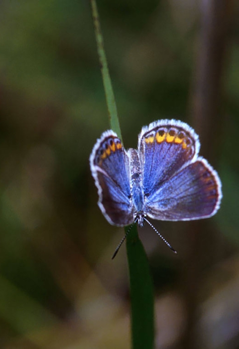 Karner blue butterfly