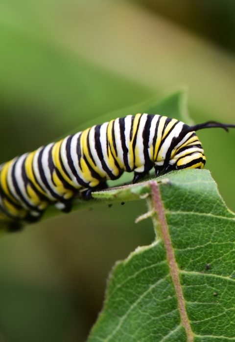 A black, yellow, and white caterpillar on a leaf.