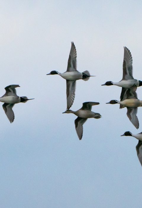 A small flock of Northern pintails flies over a wetland at Baskett Slough National Wildlife Refuge