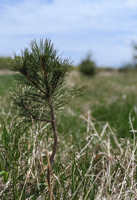 small pine tree in grass