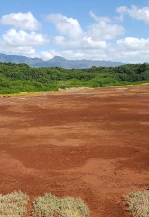 Overview photo of a bare dirt area which is the future site of the waterbird restoration pond at Pouhala Marsh, where an eight acre pond will be excavated as part of the future wetland enhancement and restoration at the Hawaii State Wildlife Refuge.