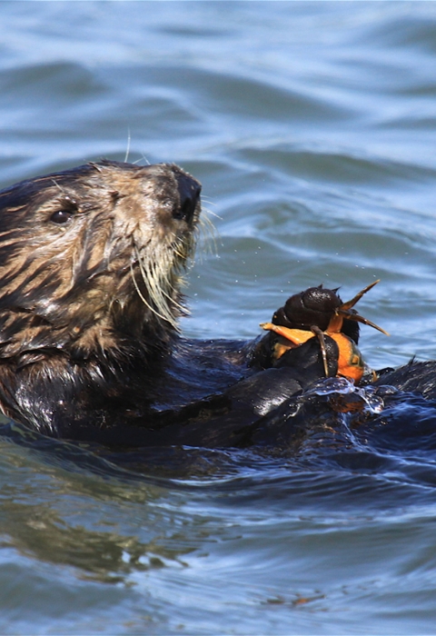 a sea otter floats on its back holding a crab