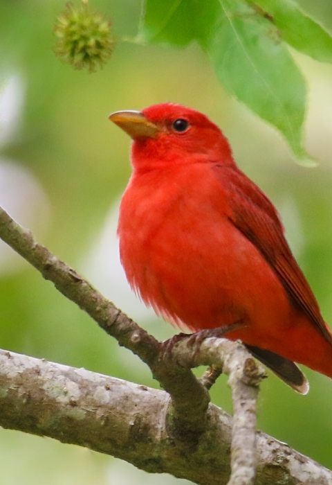 Solid red bird perched on branch