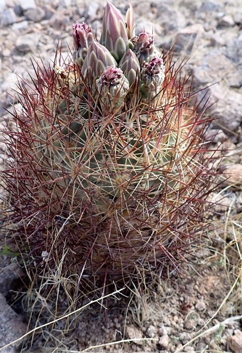 a short round cactus with long dark red spines and pink flowers