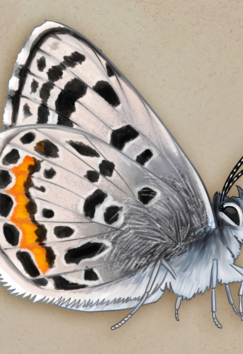illustration of a butterfly with gray wings with black and orange spots