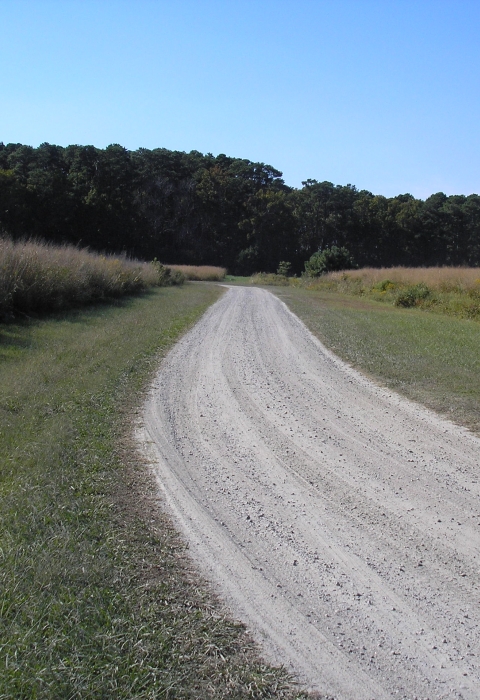 A gravel road winds through grassland to a forest