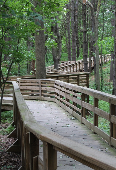 a raised, wooden platform trail snakes through a mature forest