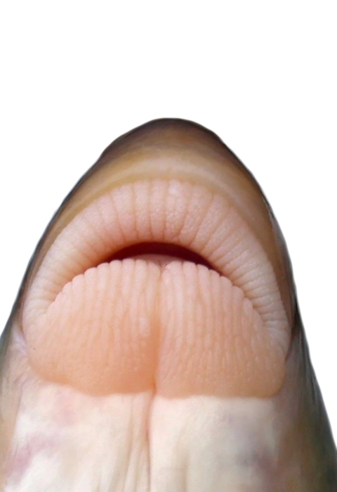 lips of a fish
