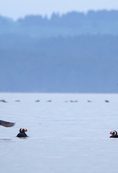 tufted puffin landing into a group of puffins on the water