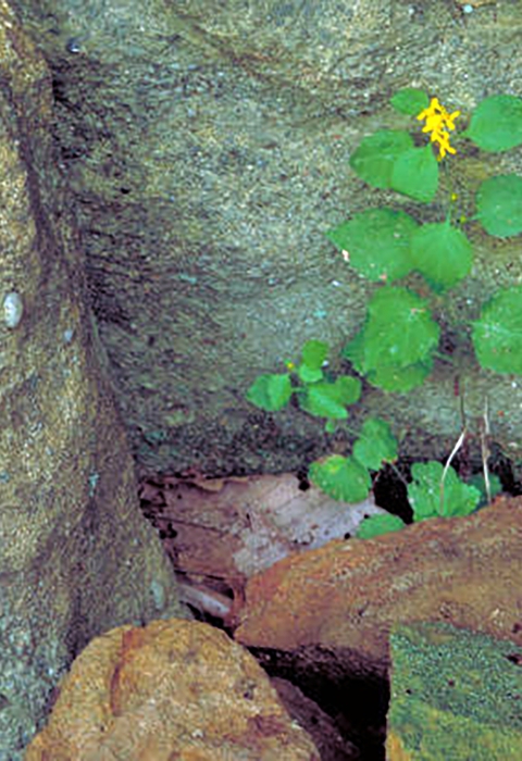 White-haired Goldenrod growing up against rocks.