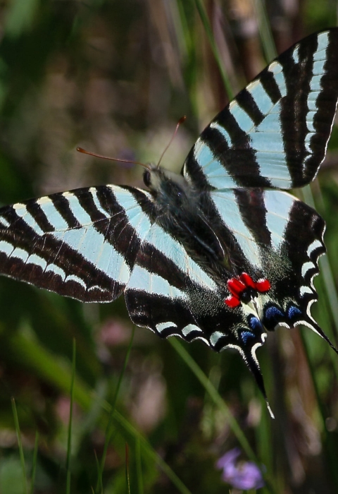 Blue, white & black swallow tailed butterfly on green plant