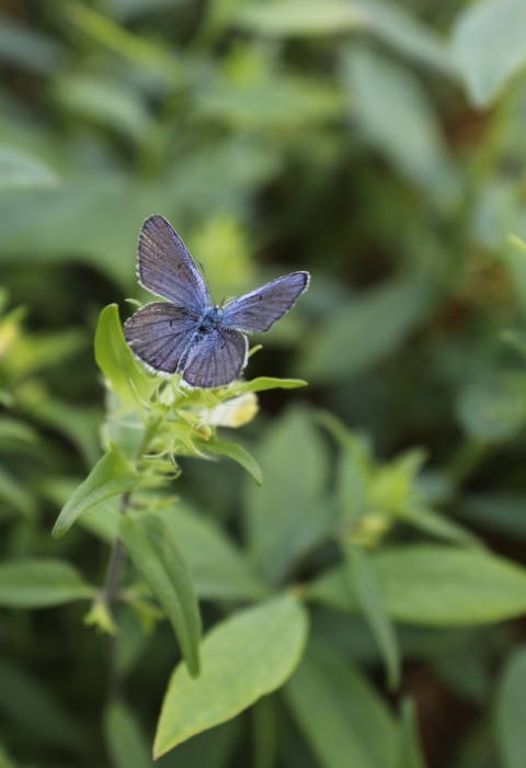 a silvery-blue butterfly with black margin wings sitting on green vegetation
