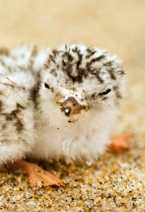 The mottled black and white of a newly hatched California least tern allows it to blend in with the sandy beach on which it sits.