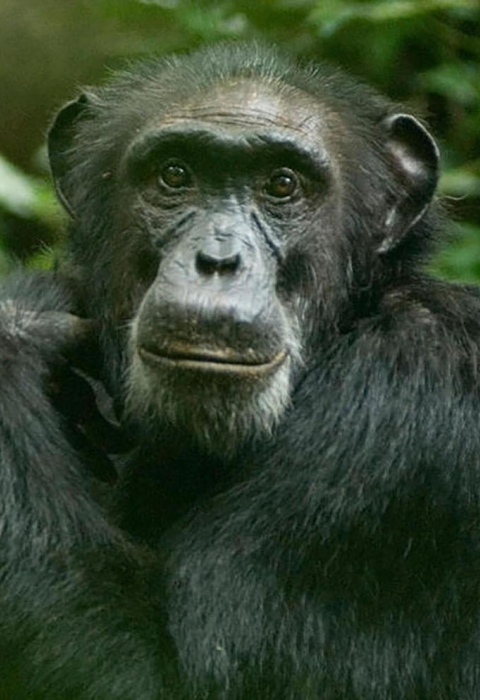 Chimpanzees with vegetation in the background. 