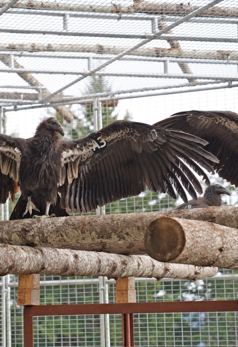 Two California condors in a flight pen perching with their wings outstretched. Another condor can be seen in the background.