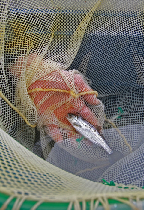 a small fish in a net