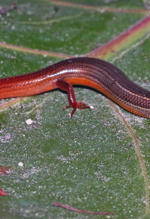 A Florida Keys mole skink is shown from above on a leaf. His back is brown with a pinkish red tail.