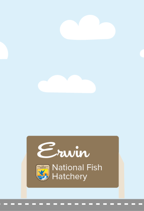A graphic featuring a light blue sky with puffy clouds. At the bottom of the graphic, a fish drives a car along a road toward a sign that reads "Erwin National Fish Hatchery"