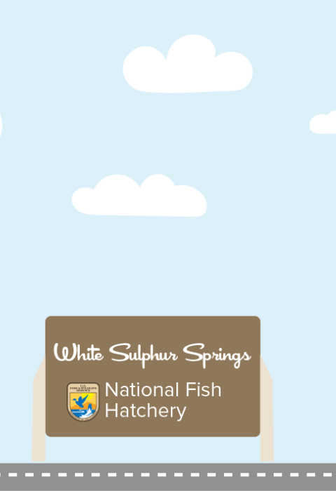 A graphic featuring a light blue sky with puffy clouds. At the bottom of the graphic, a fish drives a car along a road toward a sign that reads "White Sulphur Springs National Fish Hatchery"