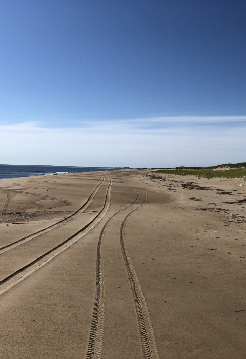 Multiple vehicle tire treads leading into the distance on an empty beach