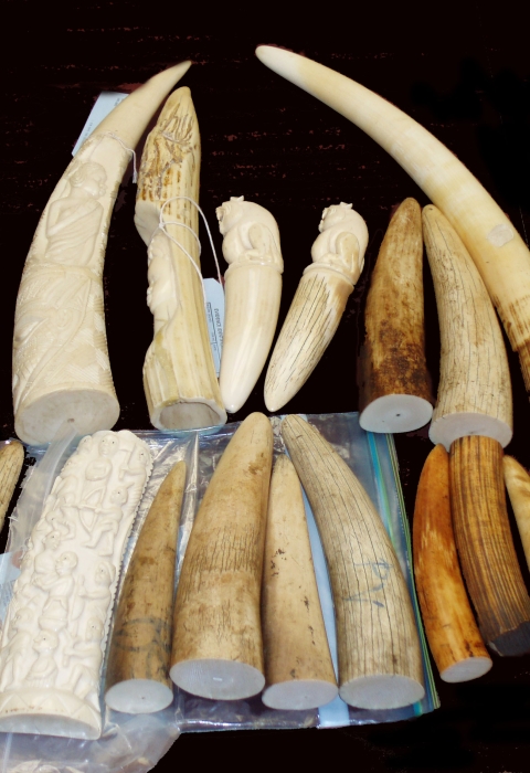 Image of ivory tusks and carvings