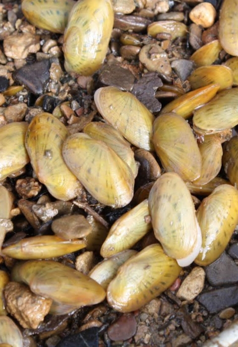 Freshwater mussels laying on top of gravel substrate