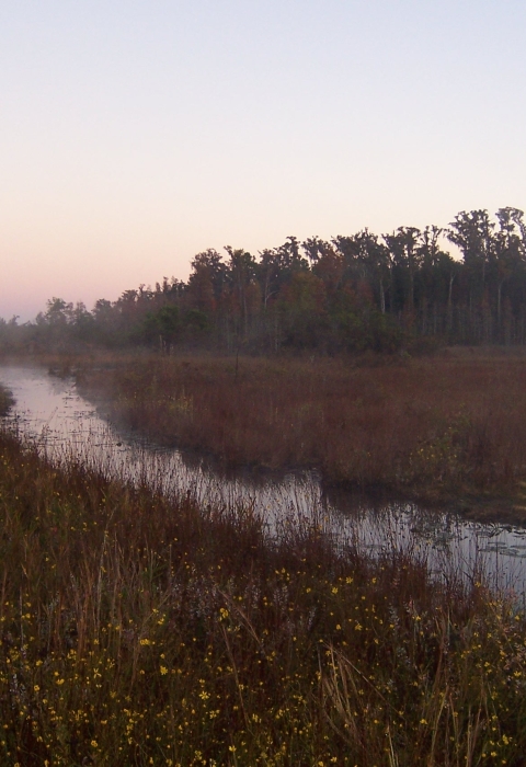 A photo of sunrise at the Okefenokee Swamp.