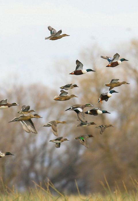 ducks flying