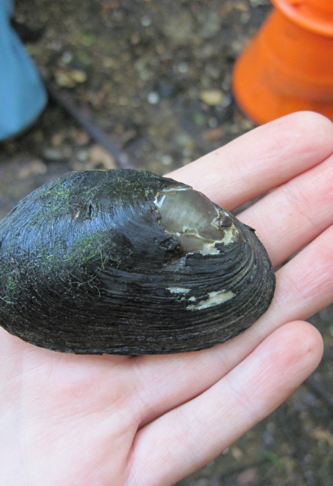 a freshwater mussel in the palm of a person's hand