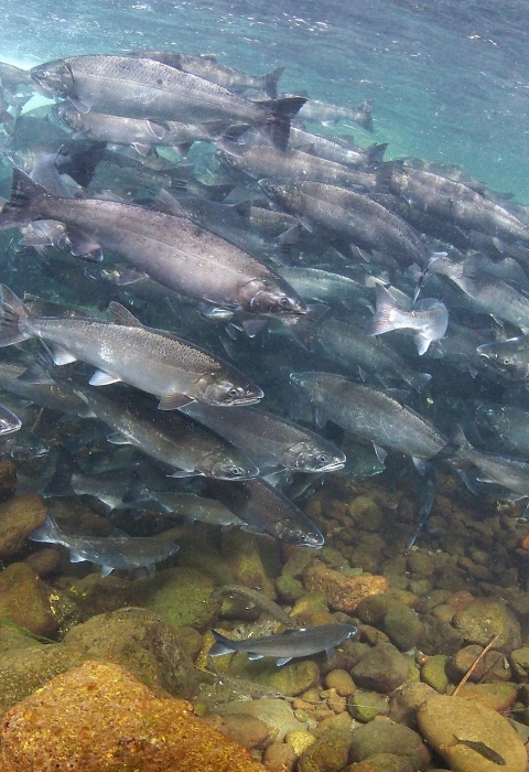 A huge school of silver fishes swimming in a stream