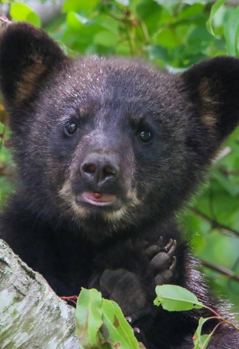 Black bear cub in tree with red berry in mouth