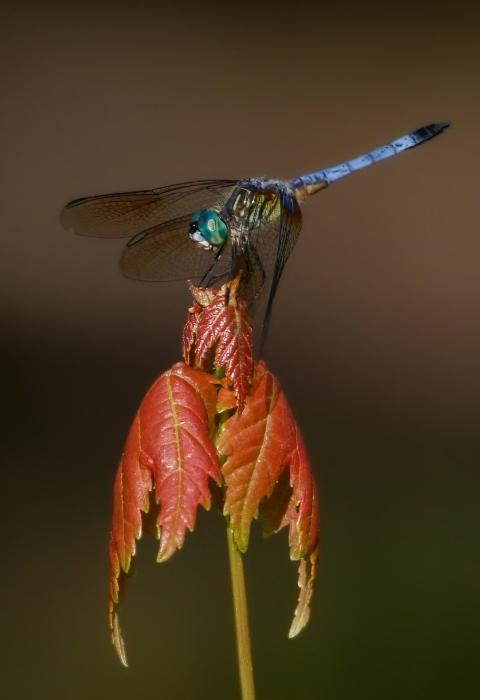 blue bodied dragonfly resting on red maple leaf