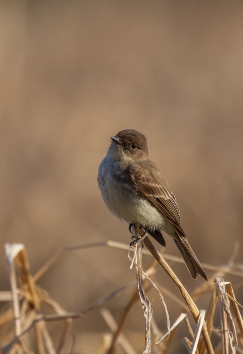A brown and tan bird perched on a dried piece of wheat