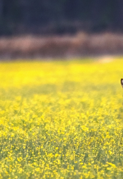 red wolf in field of yellow flowers