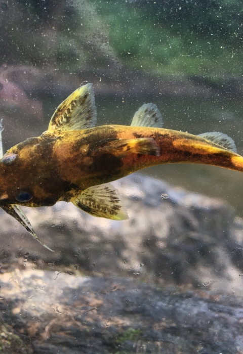 Top down view of a brown and black catfish like fish in a viewing box. 