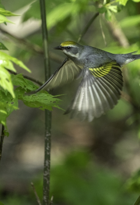A grey bird in flight with yellow markings on it's wings