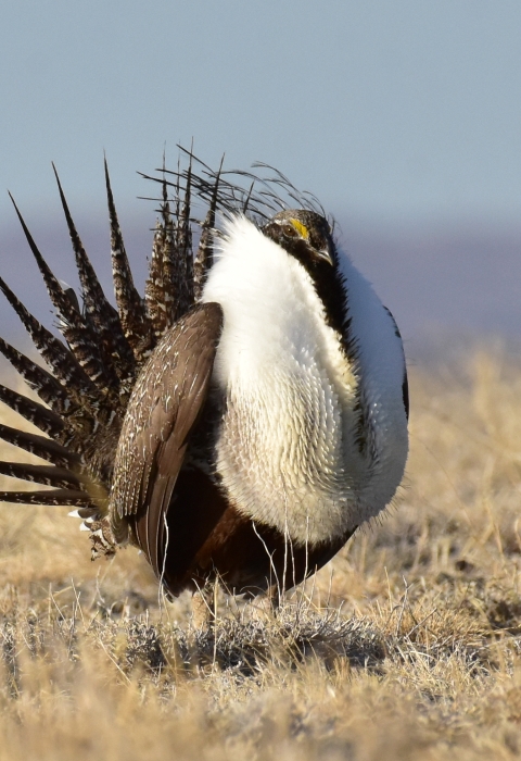 Bipartisan Infrastructure Law Protects Largest Lek in Washington State |  . Fish & Wildlife Service