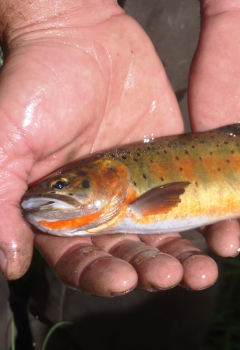 An orange and green trout with dark spots along its side and tail