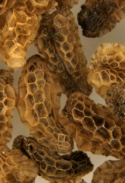 extreme close-up of seeds showing a honeycomb-like surface on brownish irregularly shaped seeds.