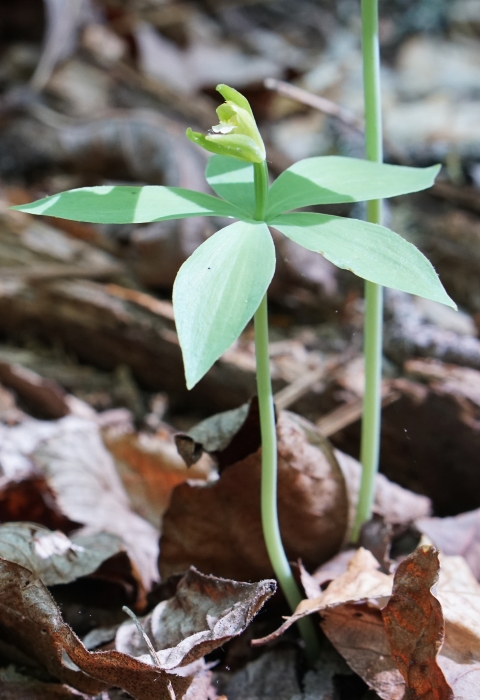 A bright orange stem, with five leaves and a flower emerging from the leaf-covered forest floor