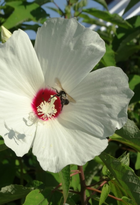 5 petal white flower with magenta center